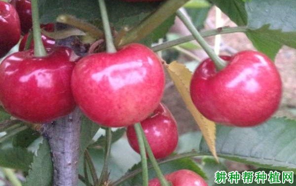 早甘阳樱桃品种好不好? 早甘阳樱桃品种好不好?