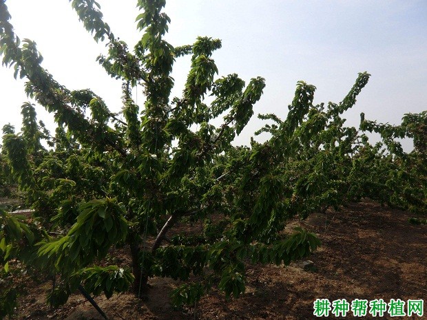 早甘阳樱桃品种好不好? 早甘阳樱桃品种好不好?