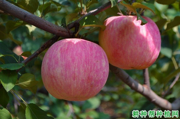 沂源红苹果品种好不好? 沂源红苹果品种好不好?