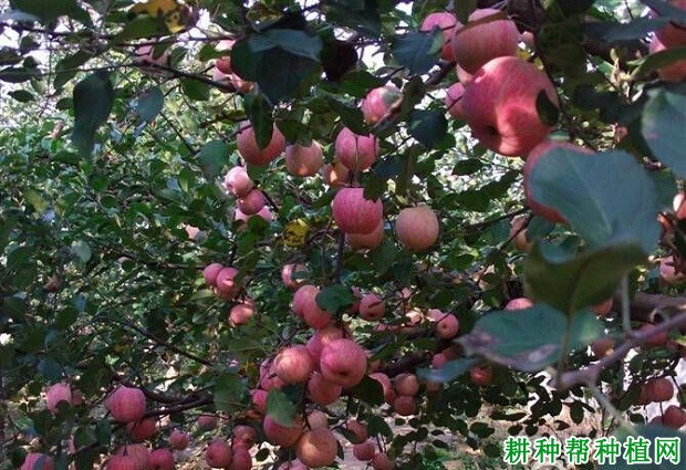 沂源红苹果品种好不好? 沂源红苹果品种好不好?