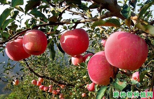 沂源红苹果品种好不好? 沂源红苹果品种好不好?
