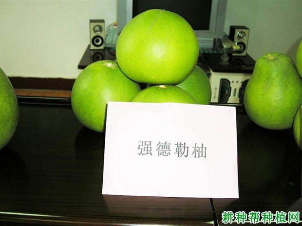 强德勒柚品种好不好? 强德勒柚品种好不好?