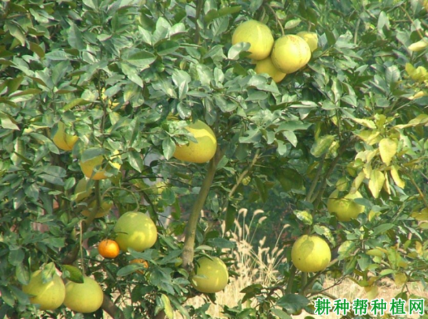 强德勒柚品种好不好? 强德勒柚品种好不好?