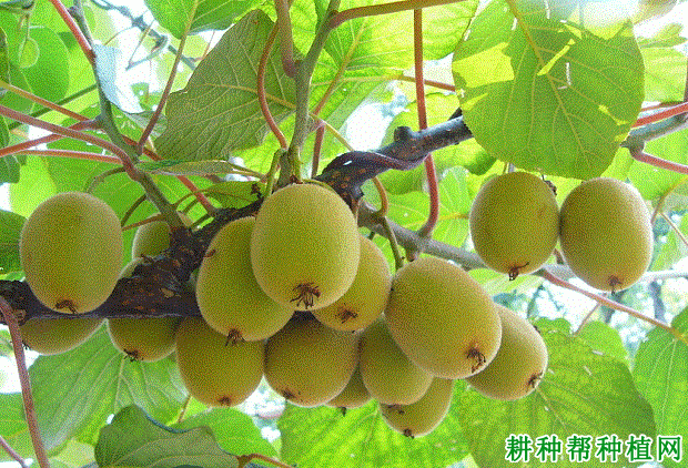 和雄1号猕猴桃品种好不好? 和雄1号猕猴桃品种好不好?