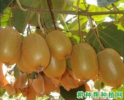 和雄1号猕猴桃品种好不好? 和雄1号猕猴桃品种好不好?