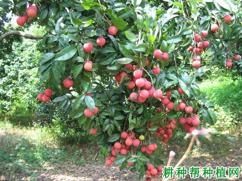 御金球荔枝品种好不好? 御金球荔枝品种好不好?