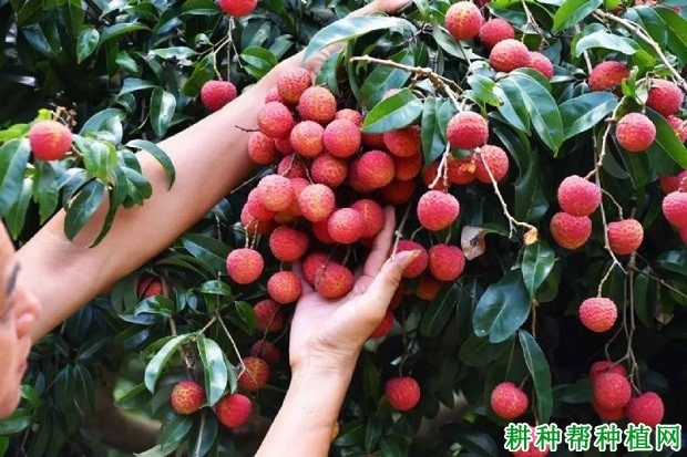 御金球荔枝品种好不好? 御金球荔枝品种好不好?