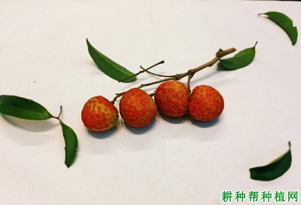 御金球荔枝品种好不好? 御金球荔枝品种好不好?