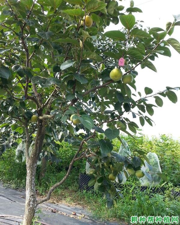 太秋柿子品种好不好? 太秋柿子品种好不好?