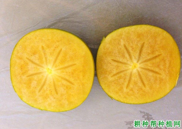 太秋柿子品种好不好? 太秋柿子品种好不好?