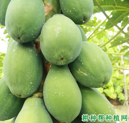 红日1号番木瓜品种好不好? 红日1号番木瓜品种好不好?