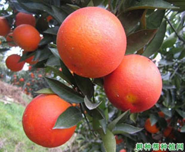 妙香7号草莓品种好不好？