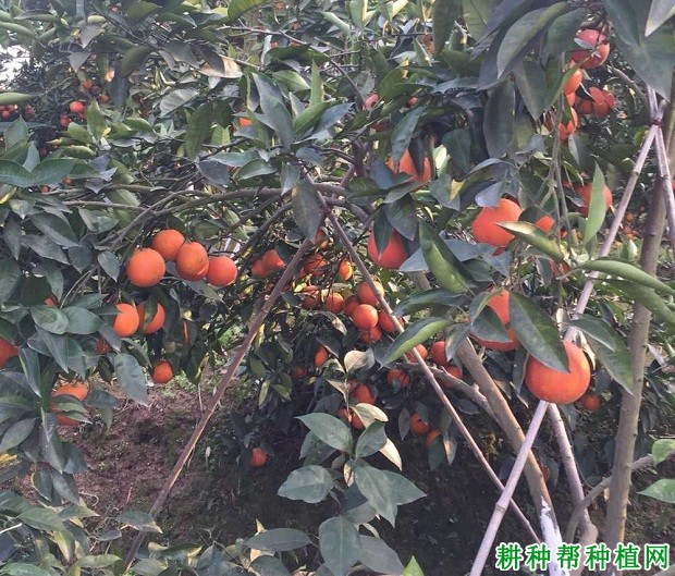 春红血橙品种好不好? 春红血橙品种好不好?