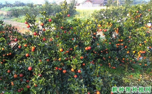 春红血橙品种好不好? 春红血橙品种好不好?