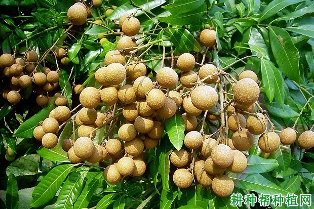 泉龙142龙眼品种好不好? 泉龙142龙眼品种好不好?