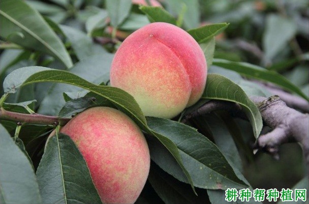 霞晖6号桃树品种好不好? 霞晖6号桃树品种好不好?