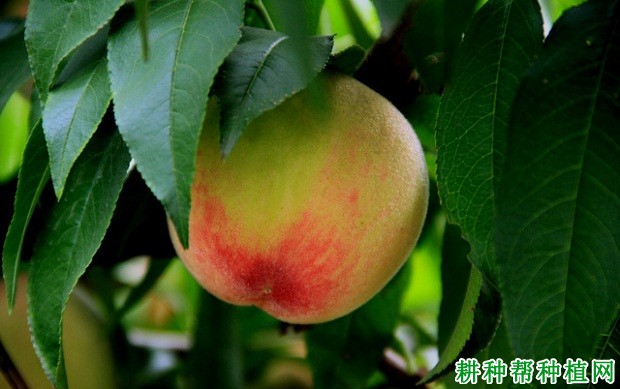 霞晖6号桃树品种好不好? 霞晖6号桃树品种好不好?