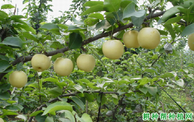 晋早酥梨树品种好不好? 晋早酥梨树品种好不好?