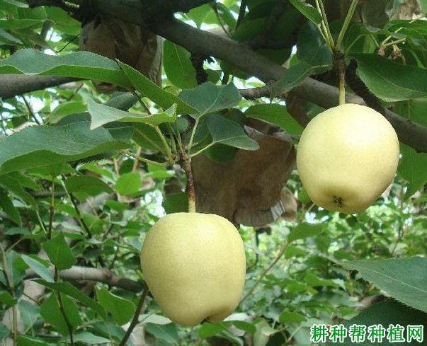 晋早酥梨树品种好不好? 晋早酥梨树品种好不好?