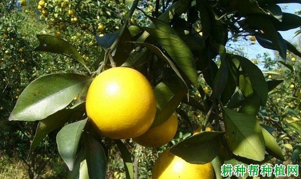 橙1号脐橙品种好不好? 橙1号脐橙品种好不好?