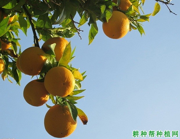 橙1号脐橙品种好不好? 橙1号脐橙品种好不好?