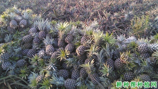 金香菠萝品种好不好? 金香菠萝品种好不好?