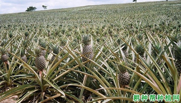 金香菠萝品种好不好? 金香菠萝品种好不好?