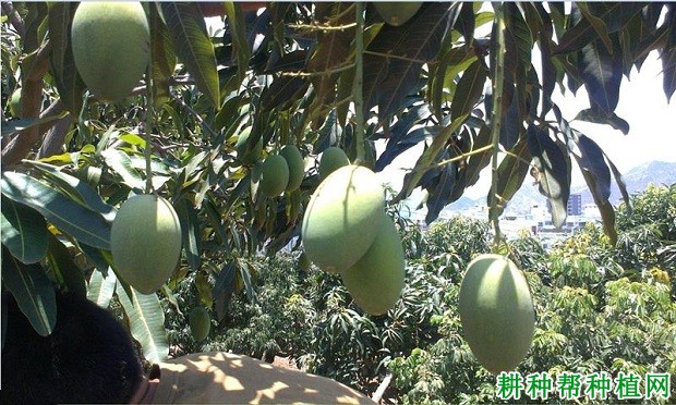 东芒1号芒果品种好不好? 东芒1号芒果品种好不好?