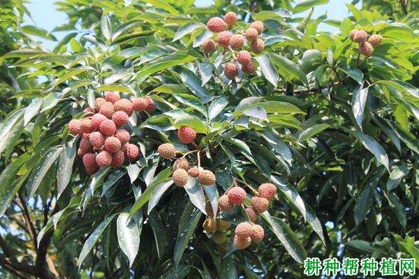 唐夏红荔枝品种好不好？