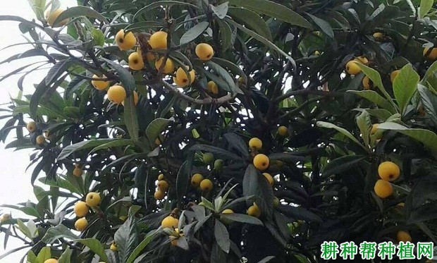 无核国玉枇杷品种好不好？