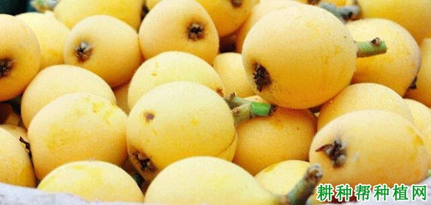 无核国玉枇杷品种好不好？