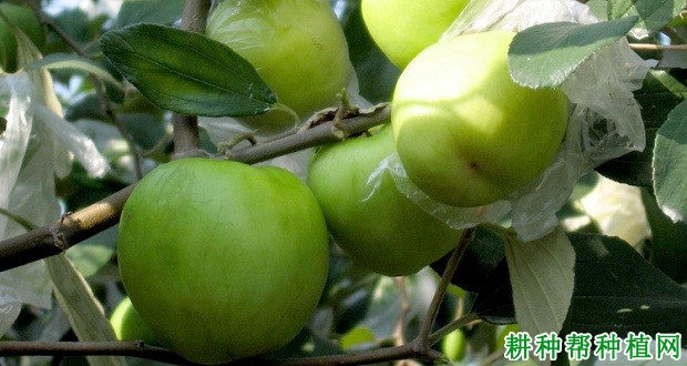 脆蜜枣树品种好不好？