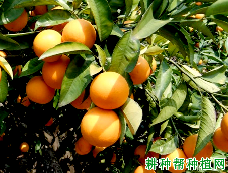 金峡桃叶橙品种好不好? 金峡桃叶橙品种好不好?
