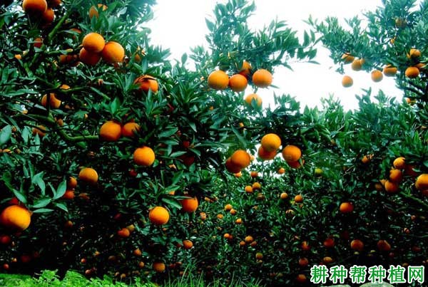 金峡桃叶橙品种好不好? 金峡桃叶橙品种好不好?