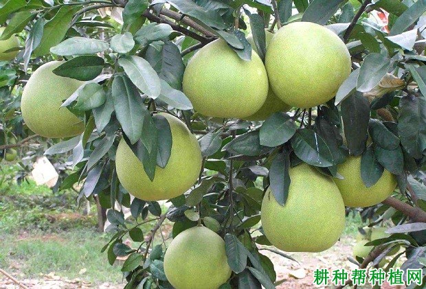 红绵蜜柚品种好不好? 红绵蜜柚品种好不好?