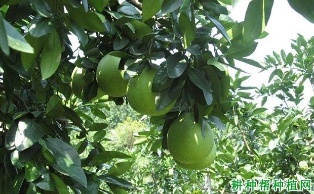 红绵蜜柚品种好不好? 红绵蜜柚品种好不好?