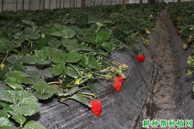 容莓3号草莓品种好不好？