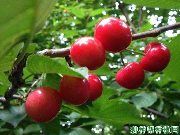 鲁玉樱桃品种好不好？