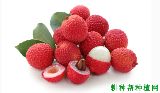 翡脆荔枝品种好不好? 翡脆荔枝品种好不好?