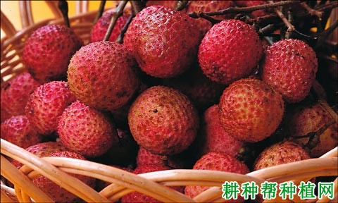 翡脆荔枝品种好不好? 翡脆荔枝品种好不好?