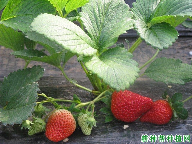 妙香3号草莓品种好不好? 妙香3号草莓品种好不好?