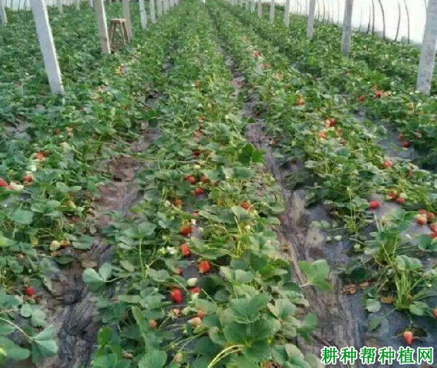 妙香3号草莓品种好不好? 妙香3号草莓品种好不好?