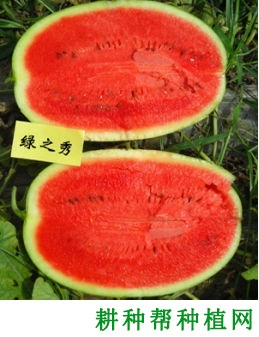 绿之秀西瓜品种好不好? 绿之秀西瓜品种好不好?