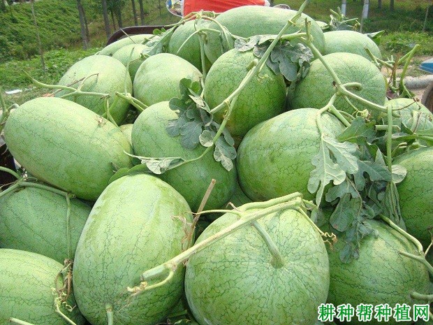 绿之秀西瓜品种好不好? 绿之秀西瓜品种好不好?