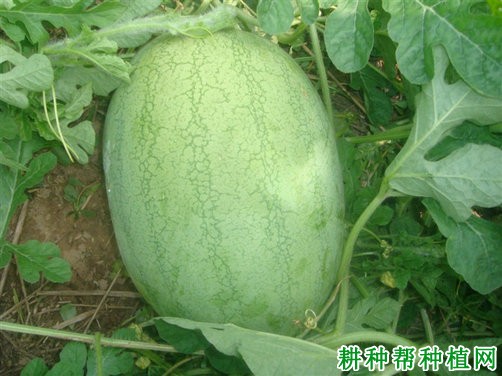 绿之秀西瓜品种好不好? 绿之秀西瓜品种好不好?
