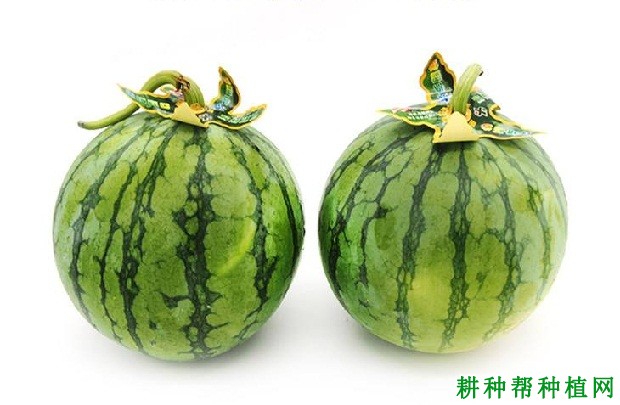 帅童西瓜品种好不好? 帅童西瓜品种好不好?