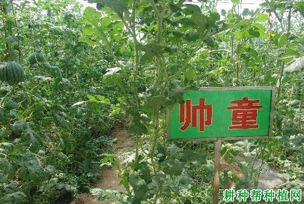 帅童西瓜品种好不好? 帅童西瓜品种好不好?