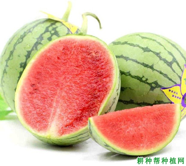 帅童西瓜品种好不好? 帅童西瓜品种好不好?