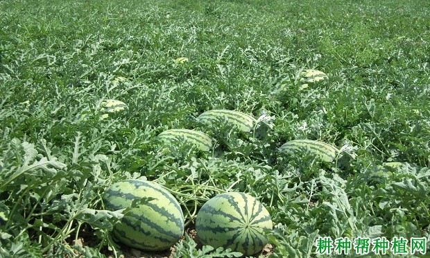 豫艺天福西瓜品种好不好? 豫艺天福西瓜品种好不好?