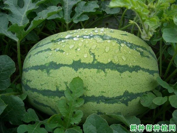 豫艺天福西瓜品种好不好? 豫艺天福西瓜品种好不好?